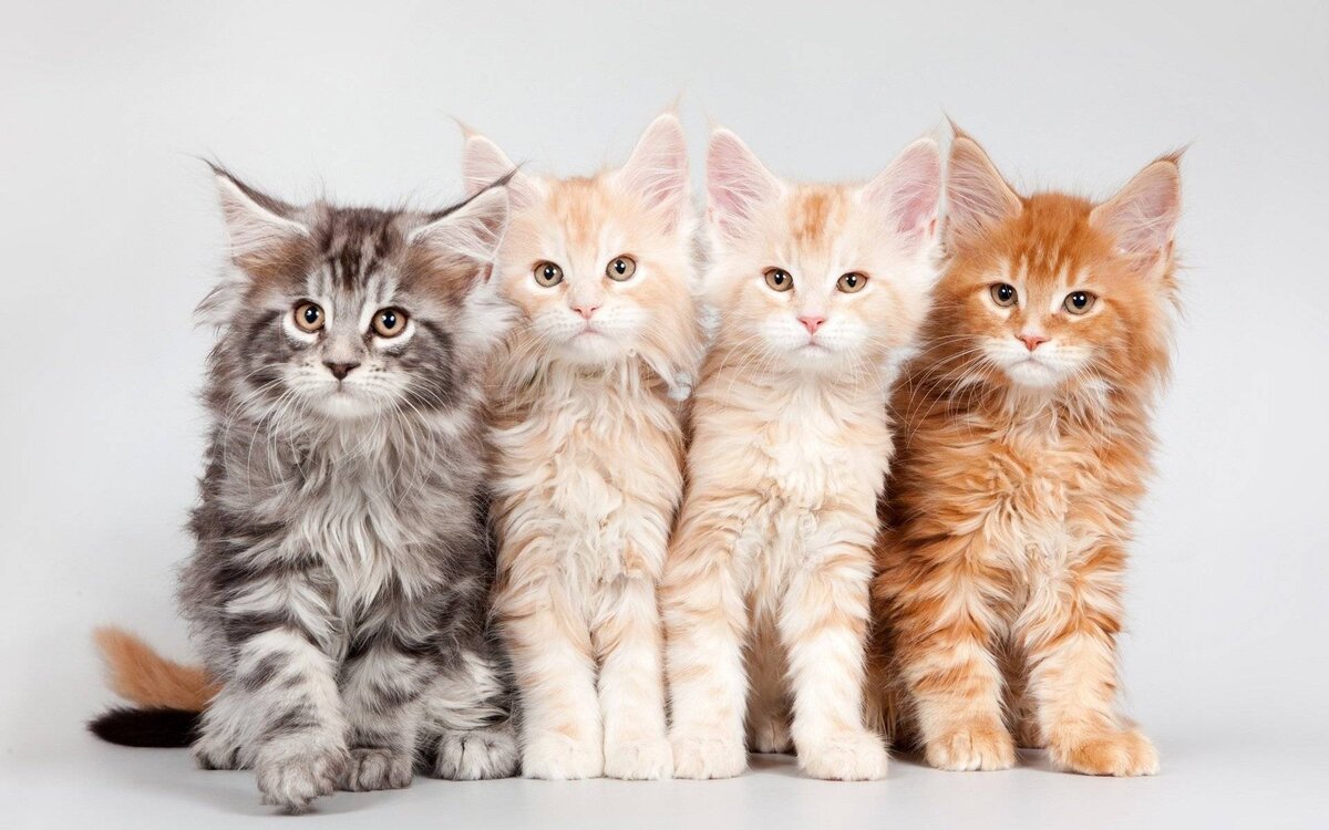 Common cat breeds